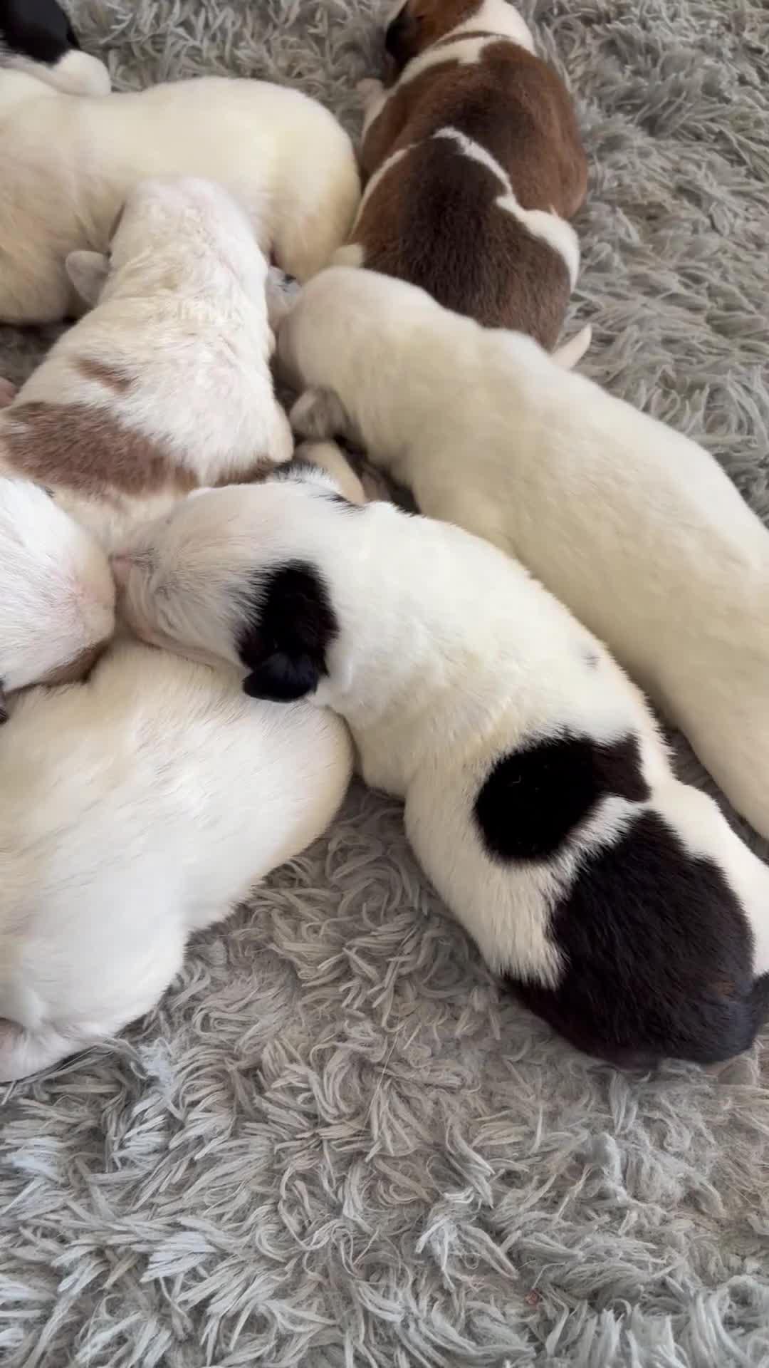 Mixed Breed dogs for sale: Bass - Video 1