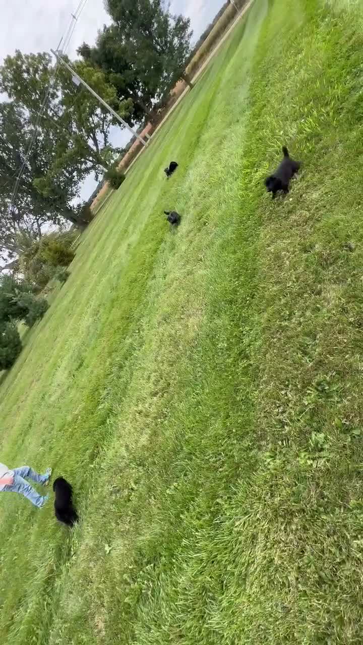 German Shepherd dogs for sale: All black female with white chest  - Video 1