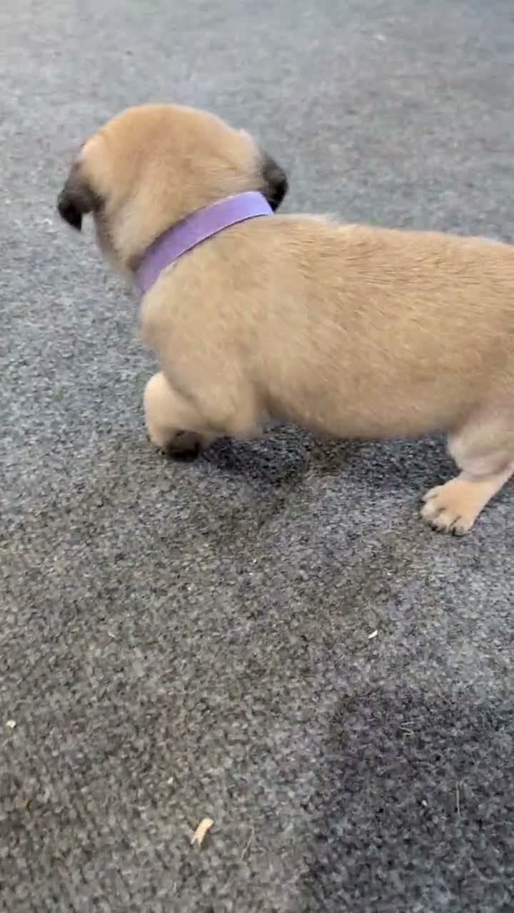 Pug dogs for sale: Nemo - Video 1