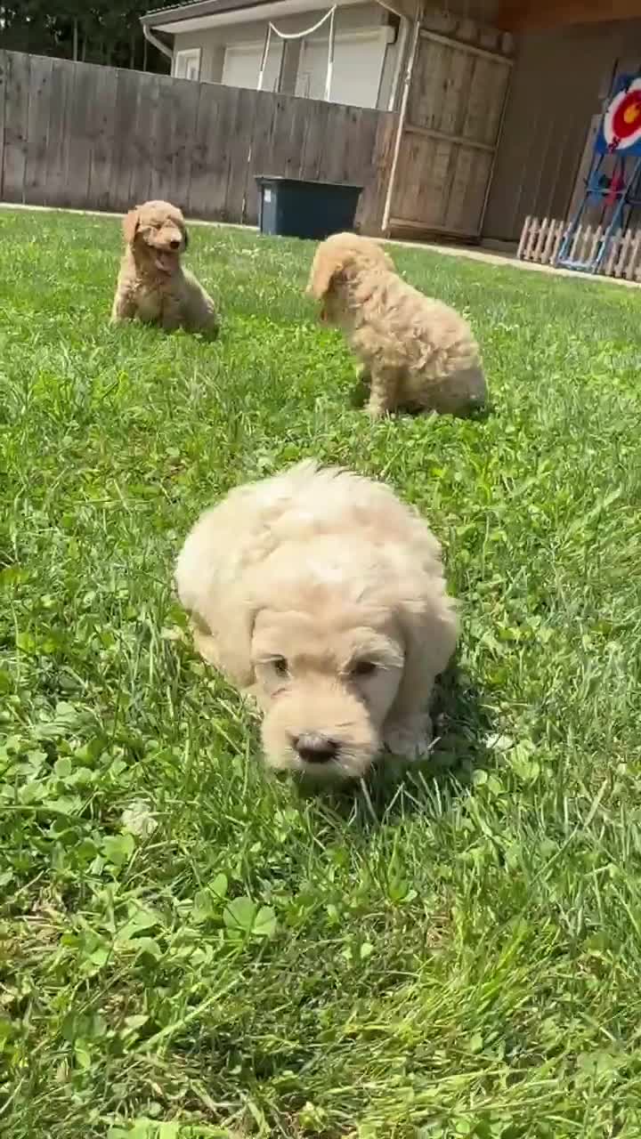 Miniature Labradoodle dogs for sale: LD B1 - Video 4