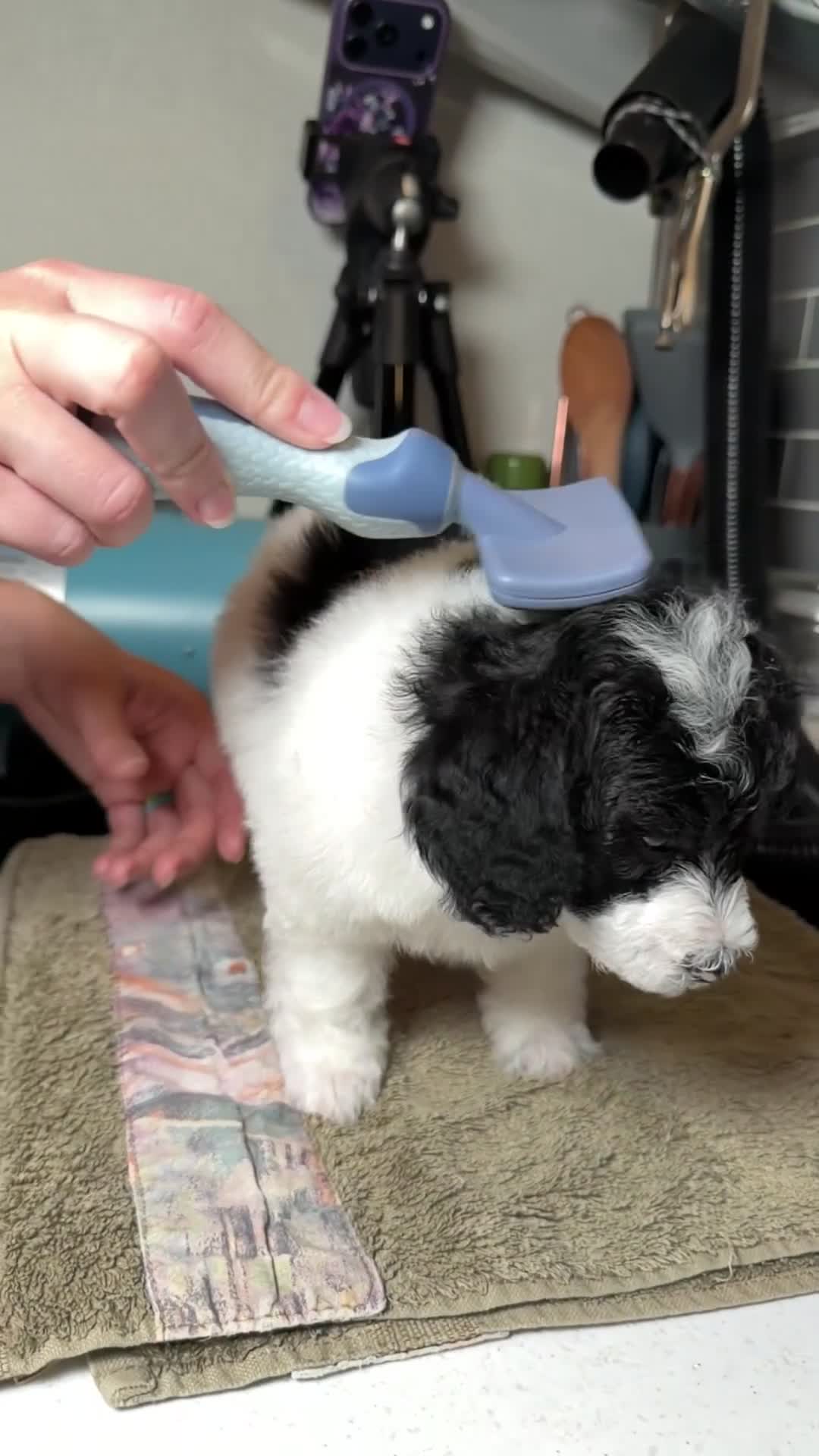 Miniature Poodle dogs for sale: Miniature Poodle Purple - Video 2