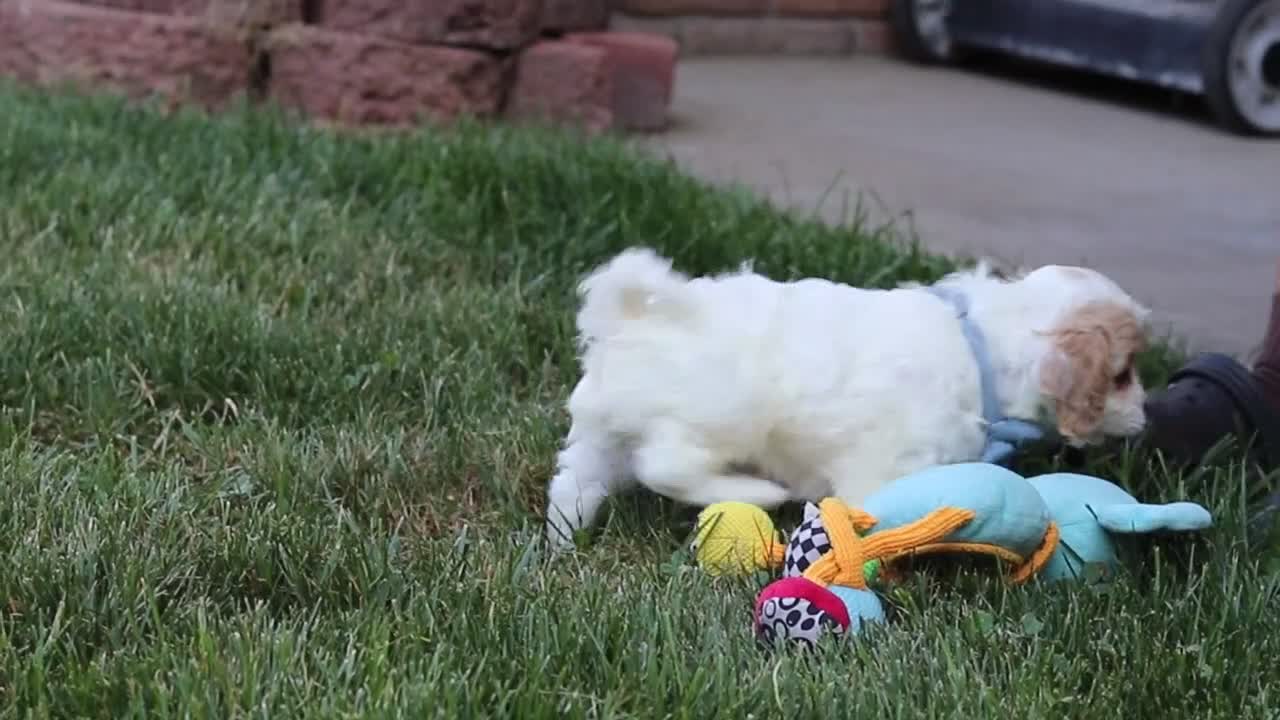 Cavapoo dogs for sale: Rubble - Video 5