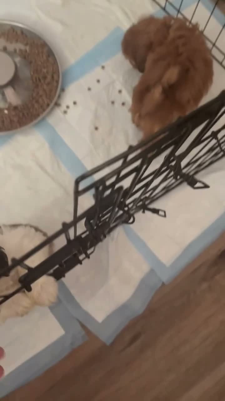 Shih Tzu dogs for sale: Forky  - Video 1