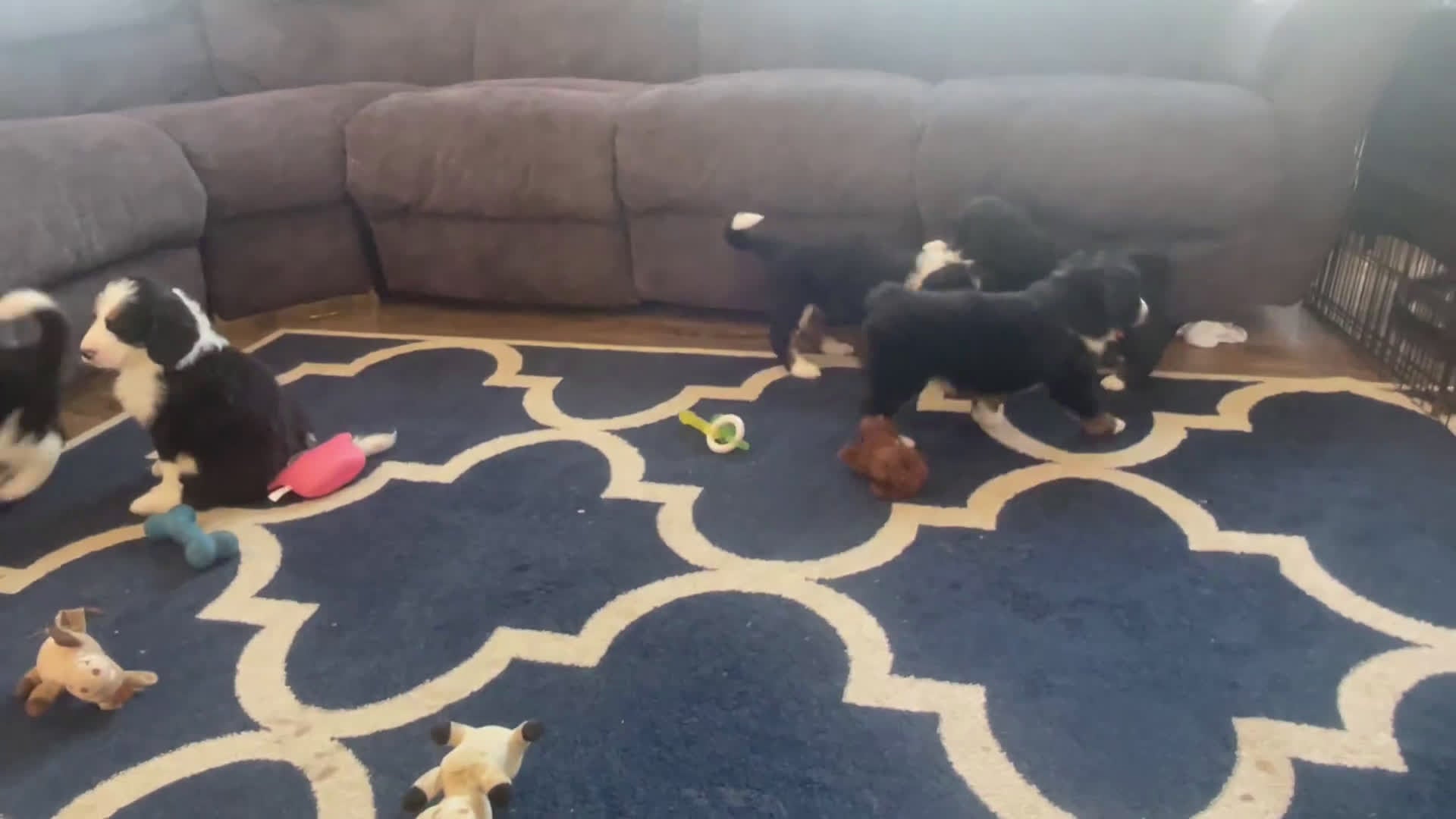 Bernedoodle dogs for sale: Mr. Vincent - Video 1