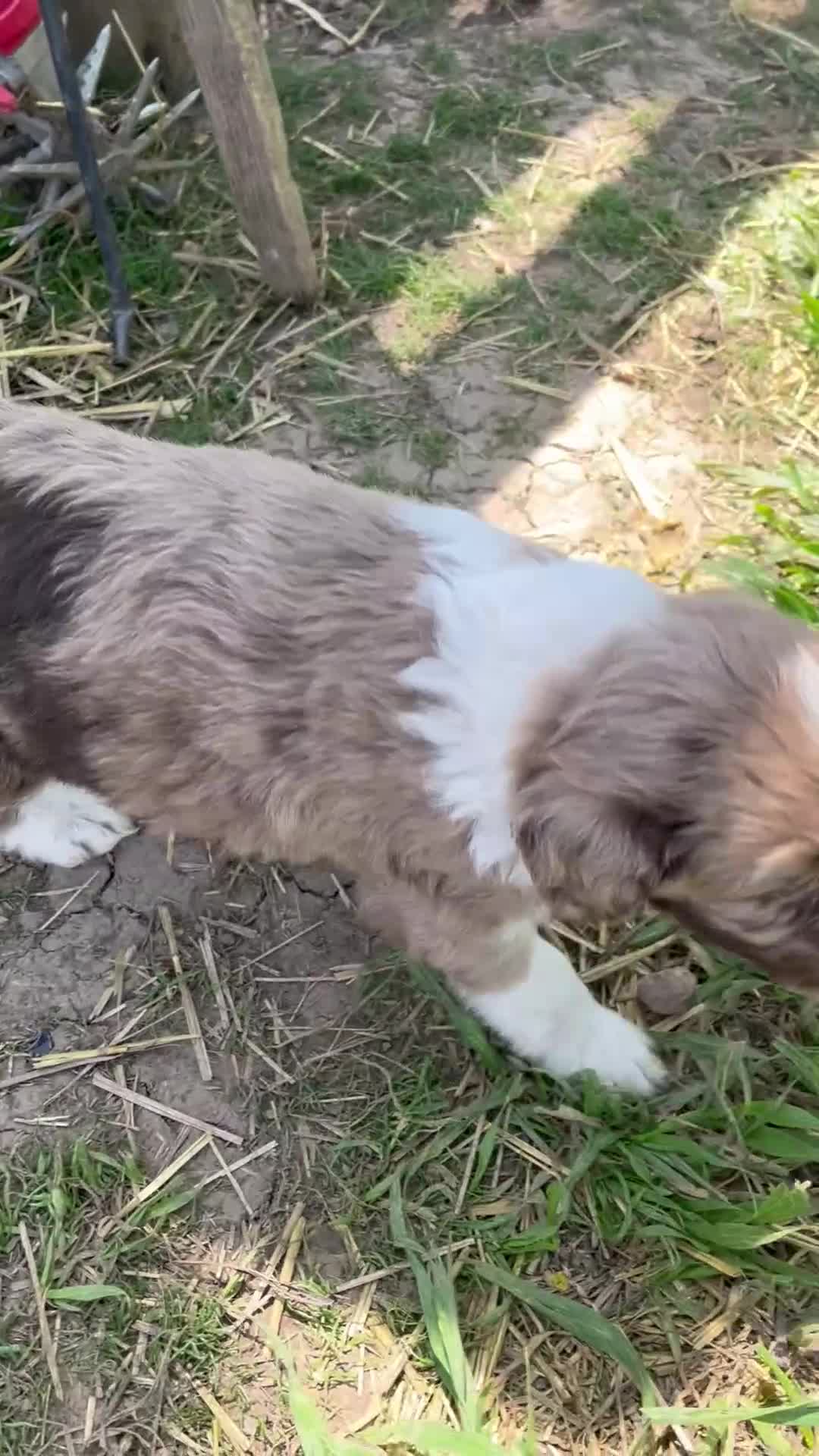 Aussiedoodle dogs for sale: Latigo  - Video 3