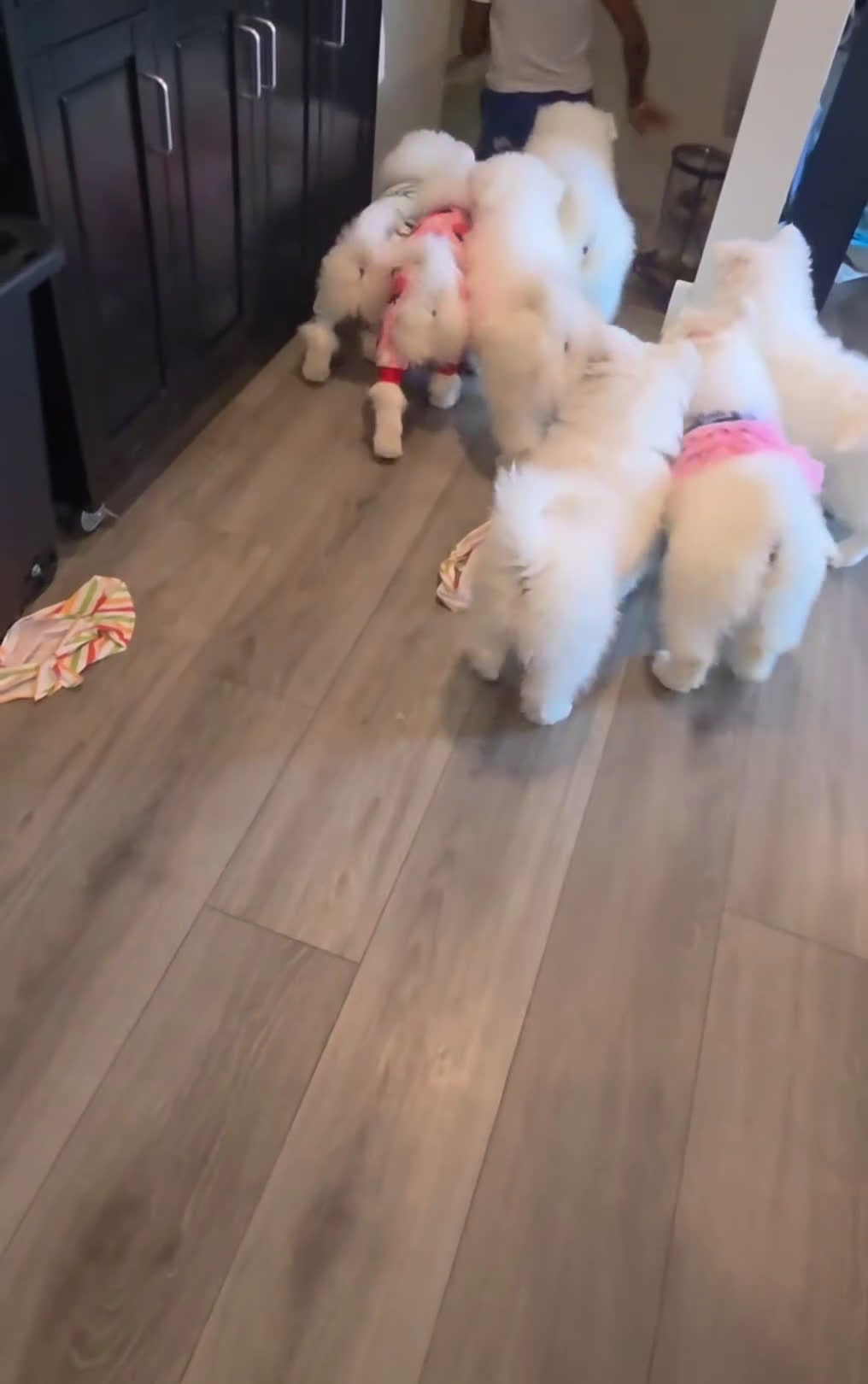 Samoyed dogs for sale: Rainbow - Video 1