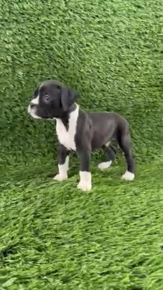 Boxer dogs for sale: Murphy - Video 1
