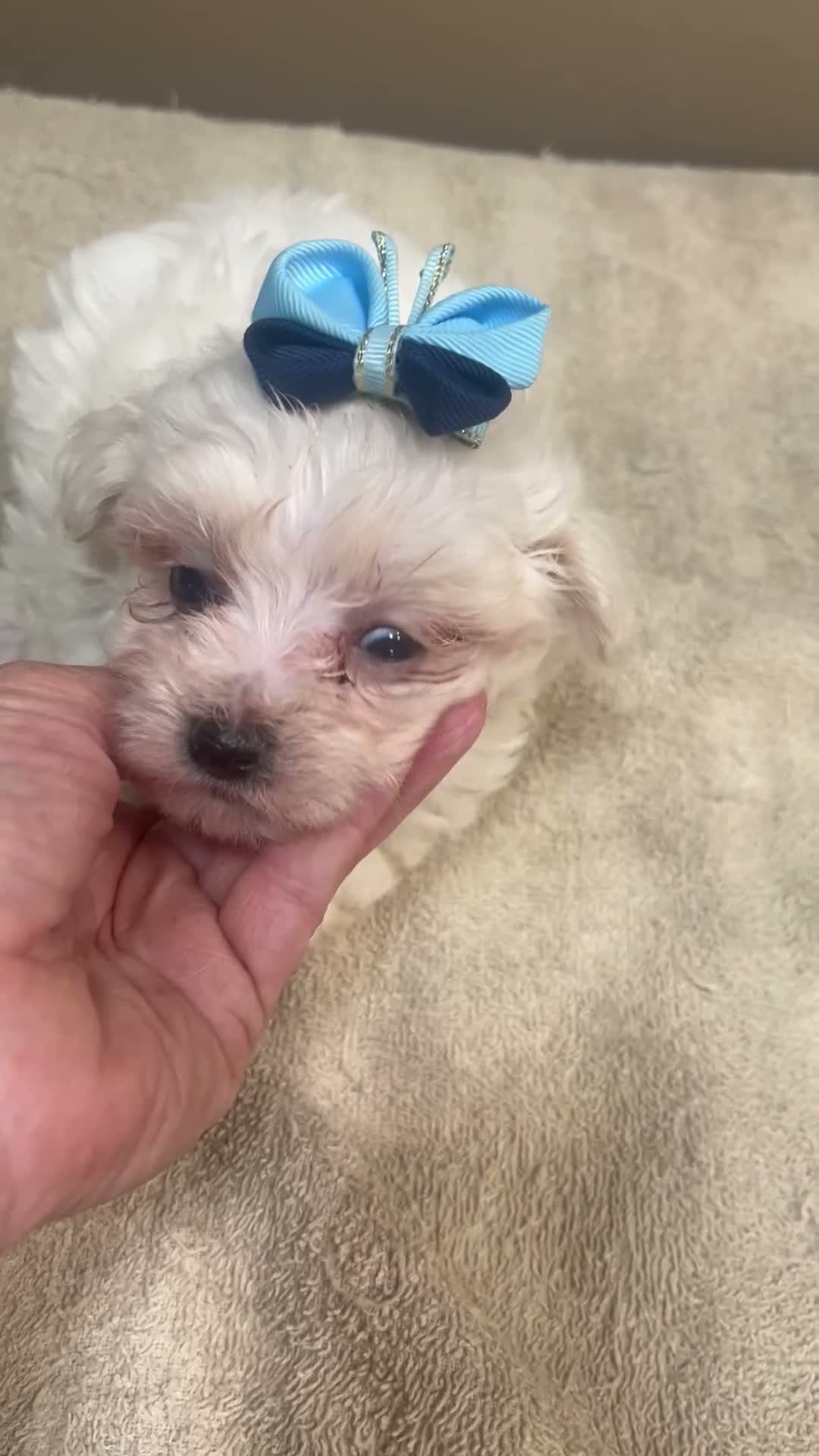 Maltipoo dogs for sale: Zuko - Video 1