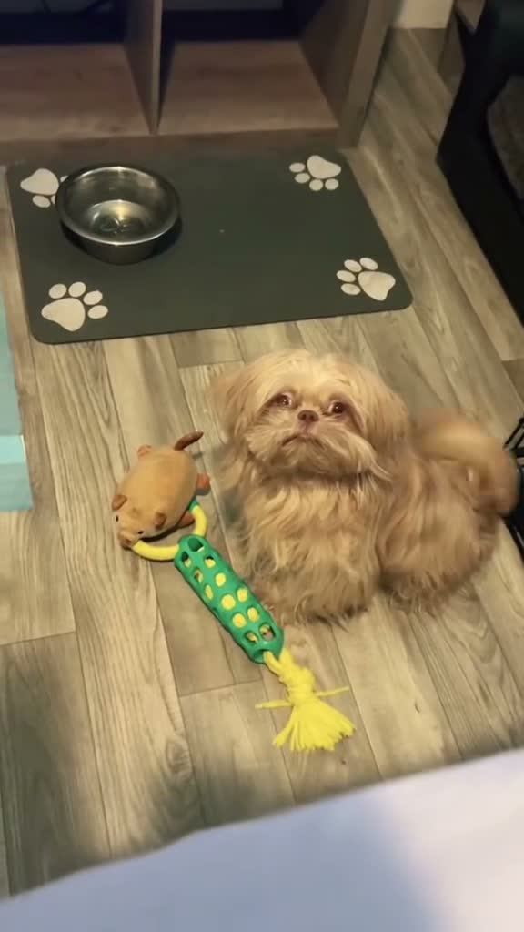 Shih Tzu dogs for sale: Shih Tzu 1 - Video 1