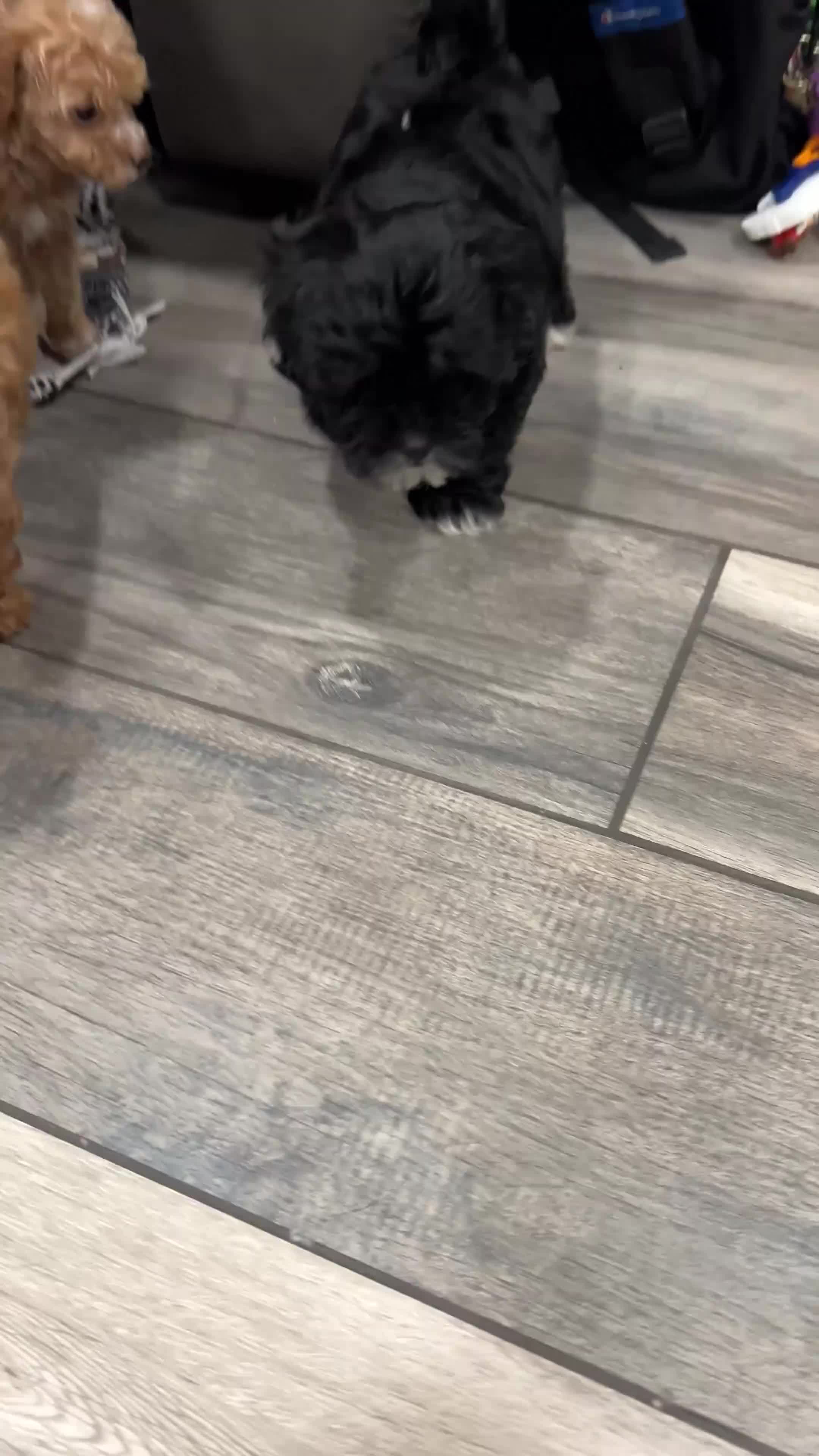 Toy Poodle dogs for sale: Toy Poodle Puppy 4 - Video 3