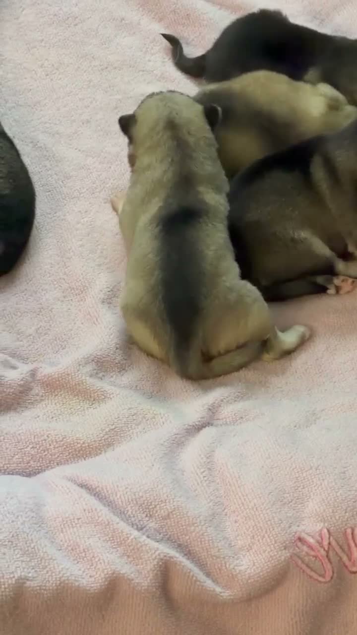 Alaskan Klee Kai dogs for sale: Alaskan Klee Kai 5 - Video 1