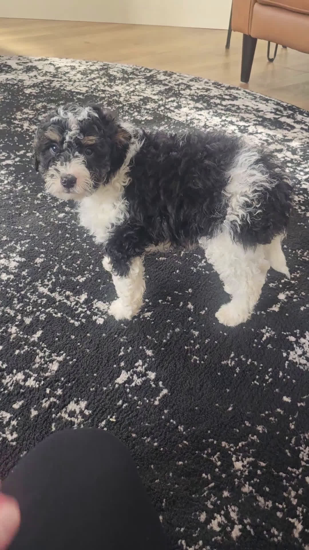 Mini Bernedoodle dogs for sale: Max - Video 1