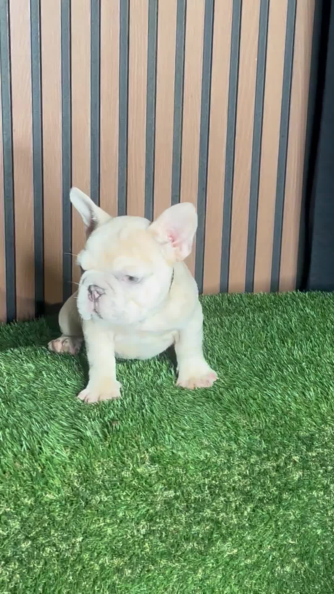 French Bulldog dogs for sale: French Bulldog 1 - Video 1