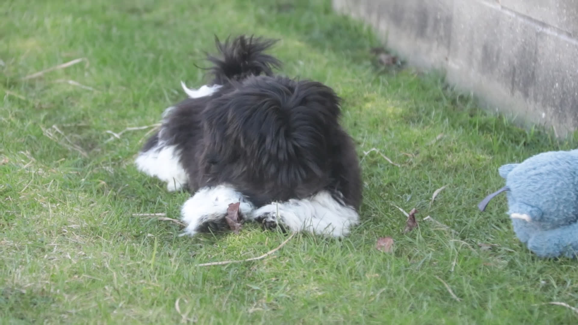 Havanese dogs for sale: Oreo - Video 1