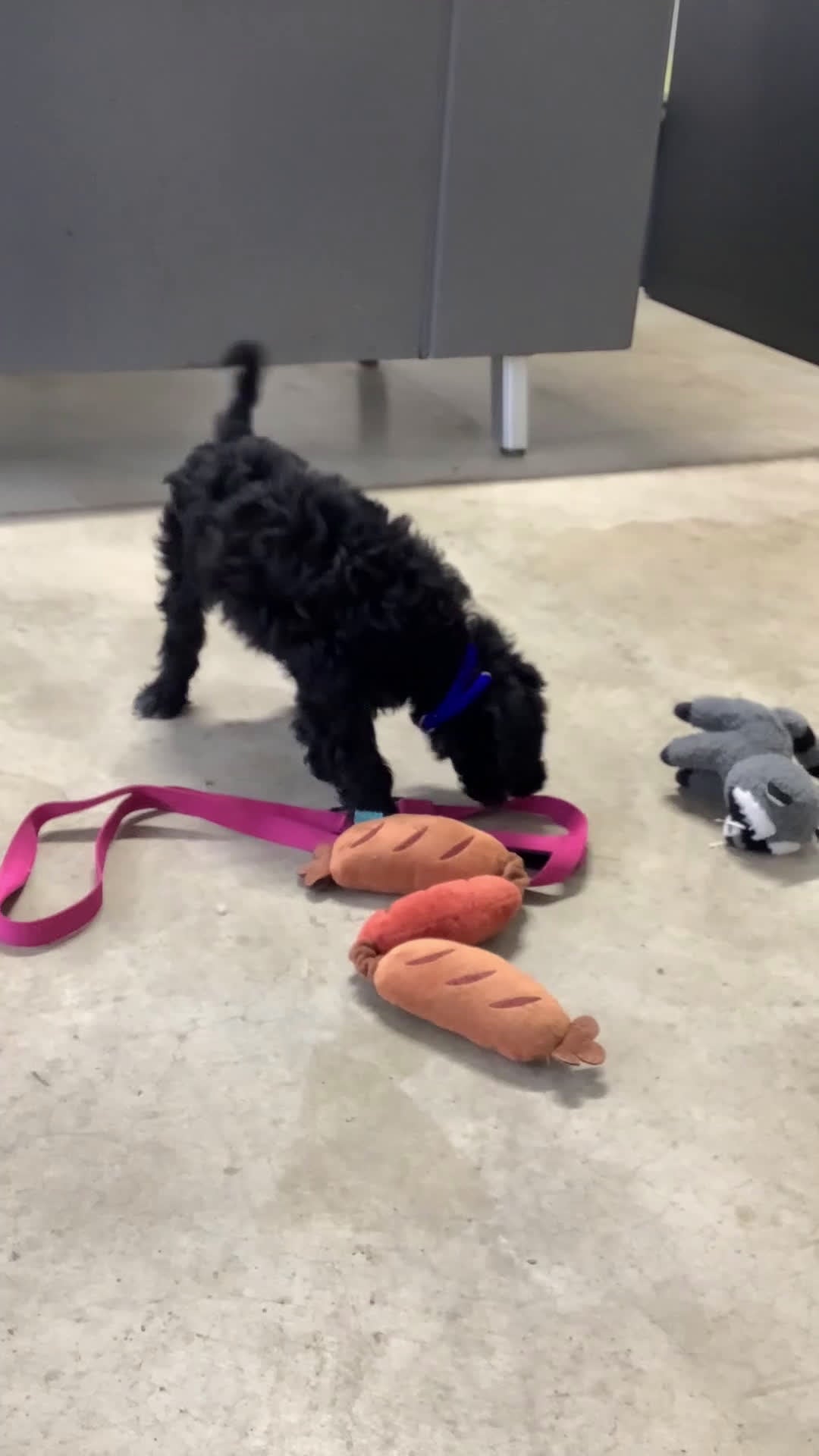 Goldendoodle dogs for sale: Fido Puppy 1 - Video 1