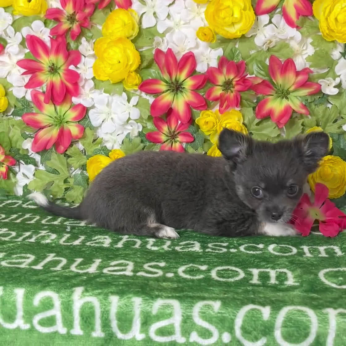Chihuahua dogs for sale: Fiona Blue Tricolor Long Coat - Video 1