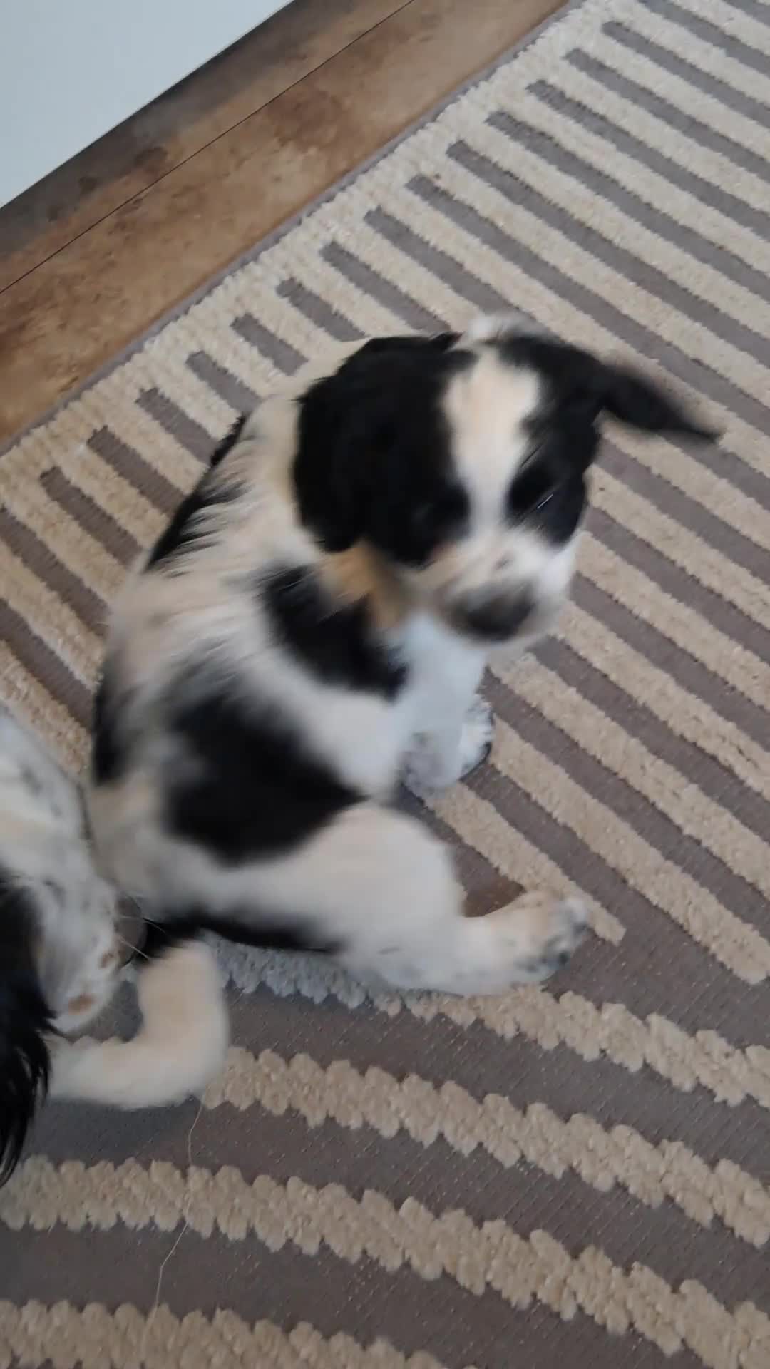 Double Doodle dogs for sale: Angus - Video 1