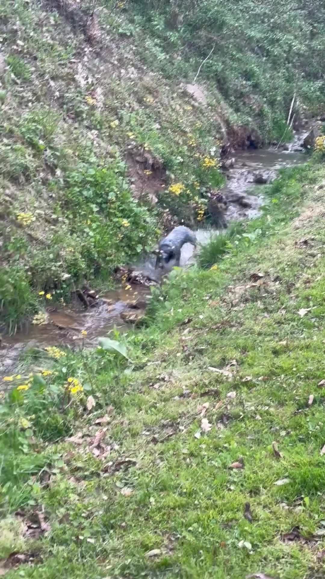 Australian Cattle Dog dogs for sale: Curly - Video 1