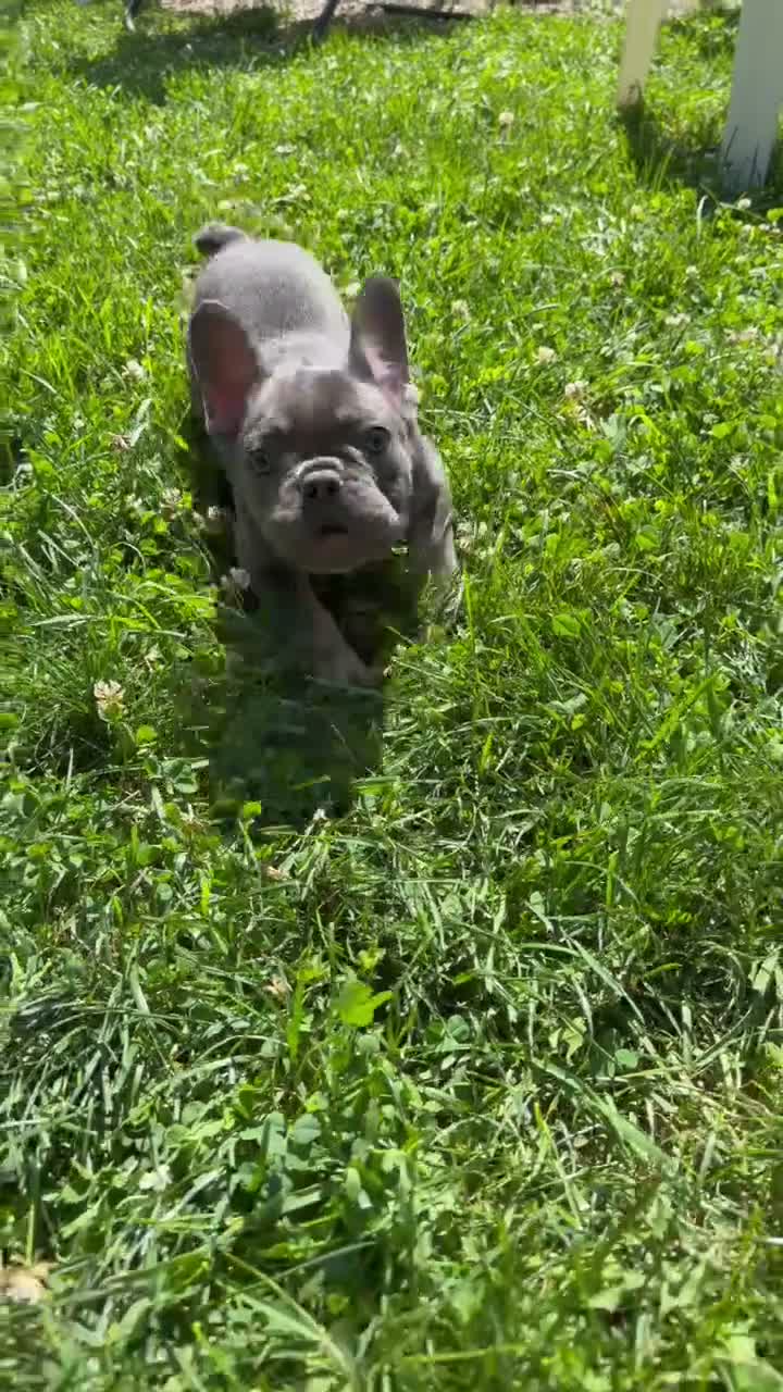 French Bulldog dogs for sale: French Bulldog 1 - Video 1