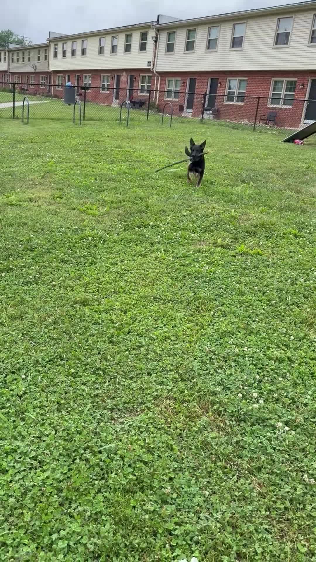 German Shepherd dogs for sale: German Shepherd 1 - Video 2