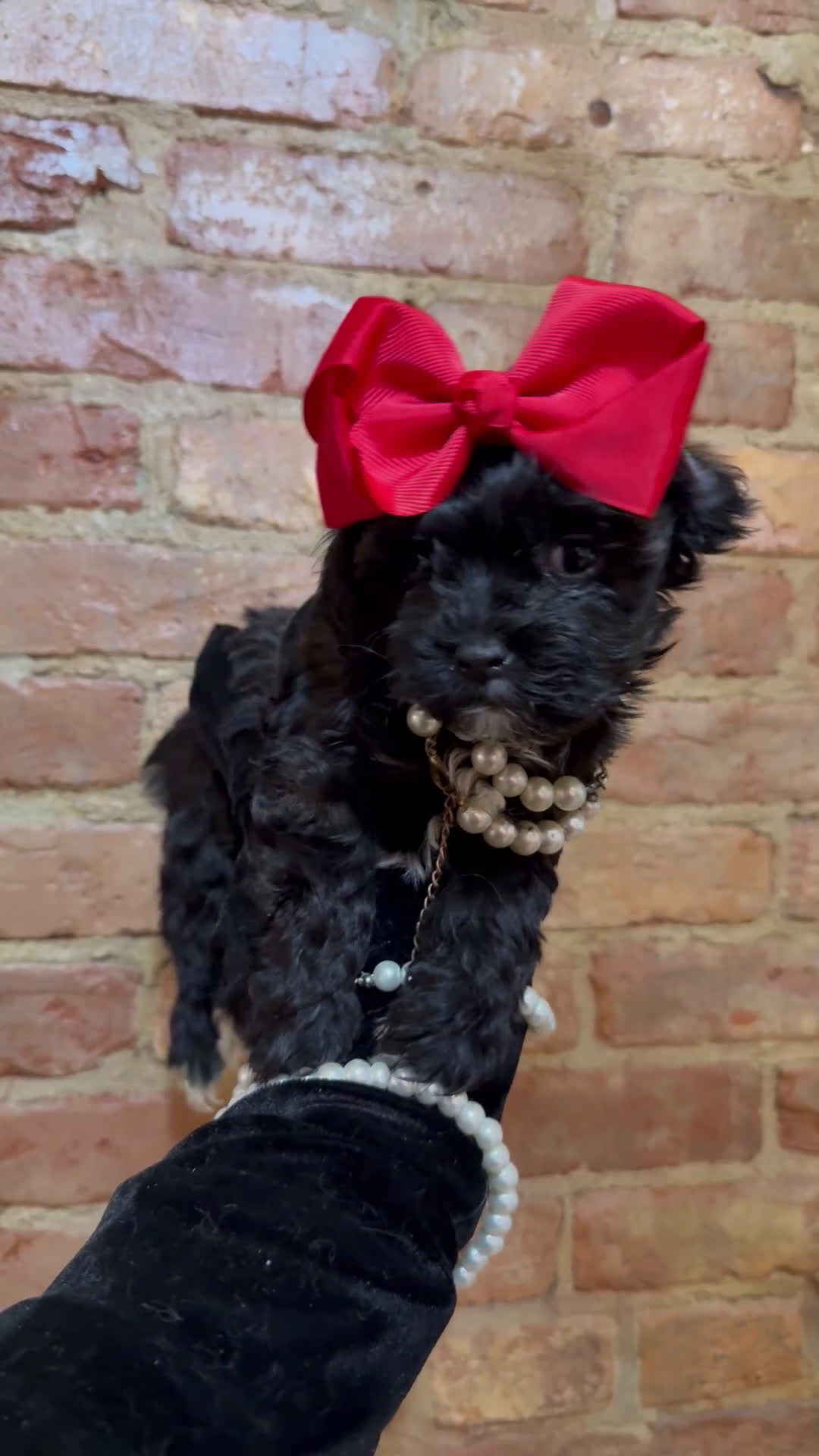 Yorkiepoo dogs for sale: Tiny Raisinette  - Video 1
