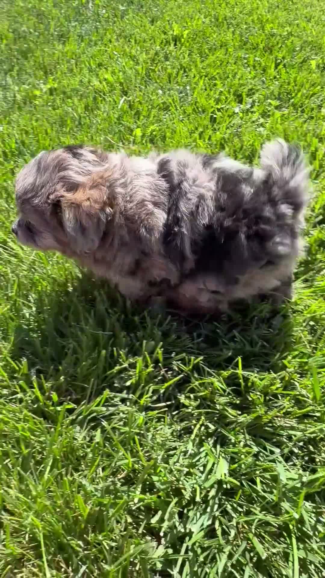 Pomapoo dogs for sale: Kaya - Video 1