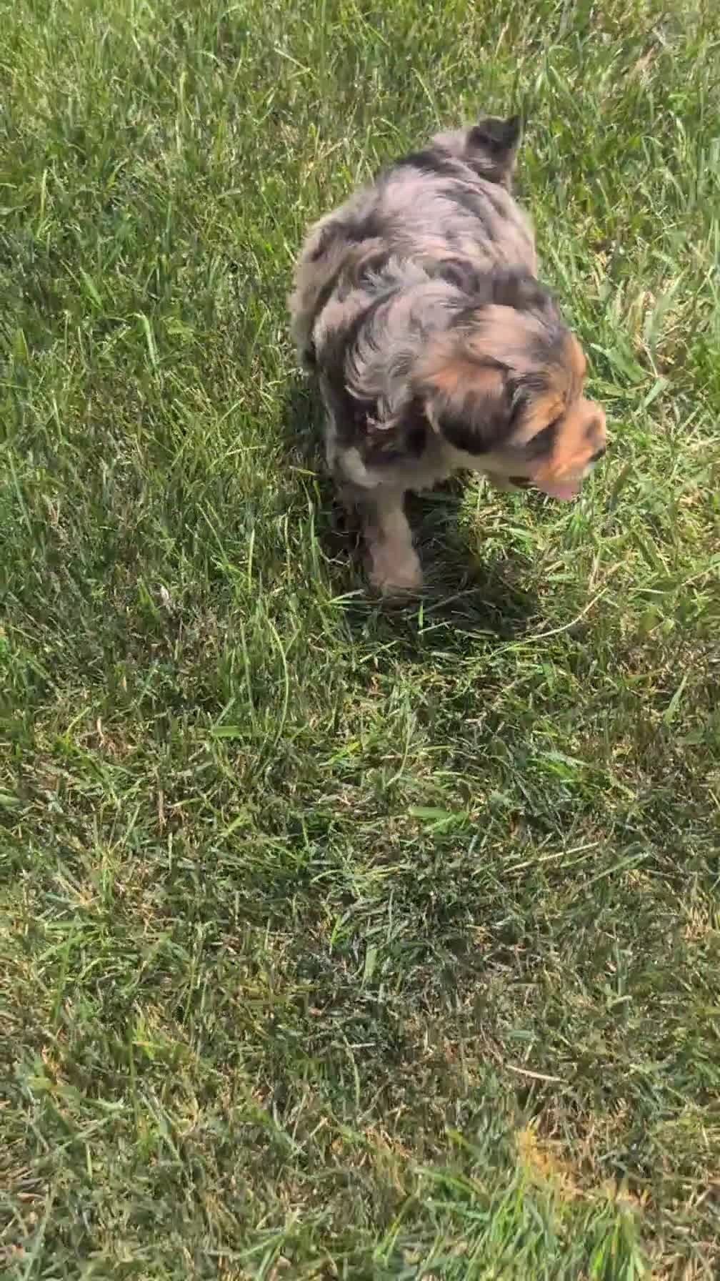 Yorkiepoo dogs for sale: Zoey - Video 1