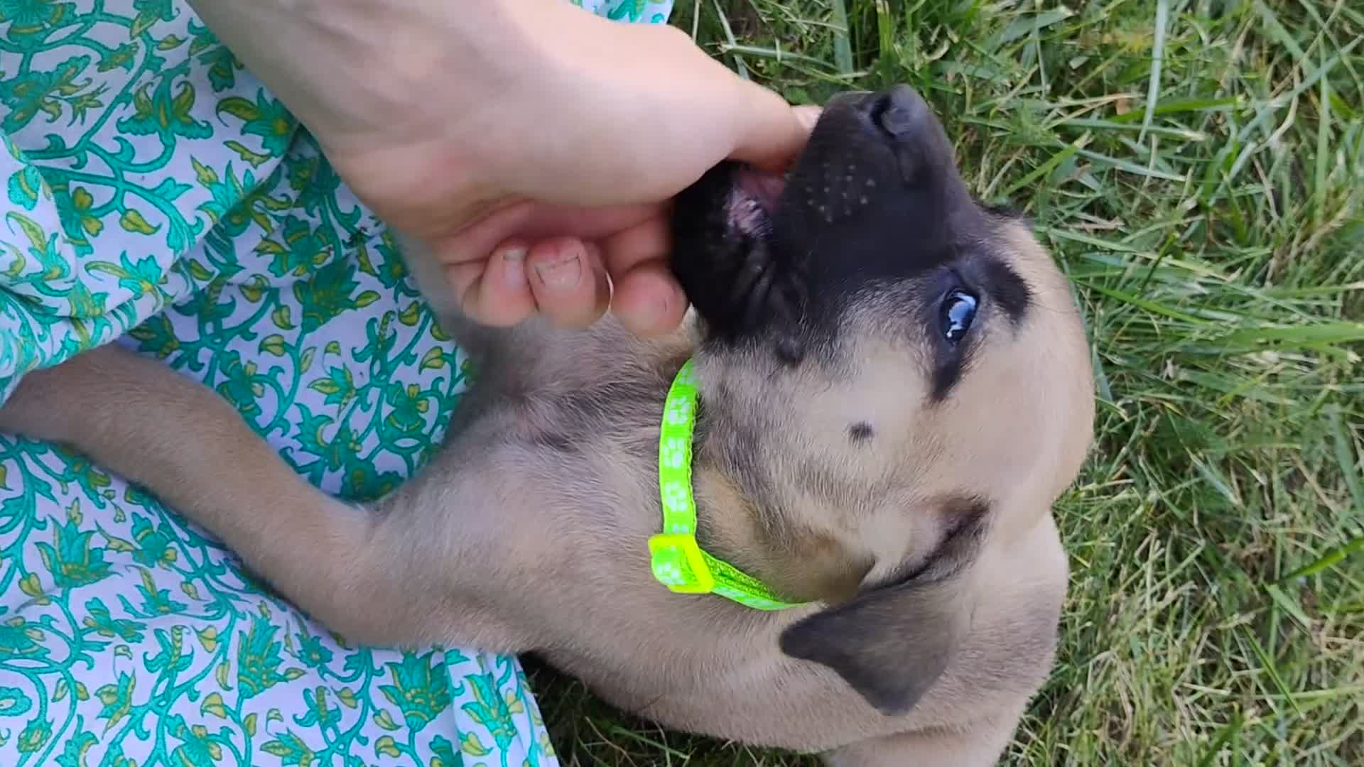 English Mastiff dogs for sale: Beulah  - Video 2