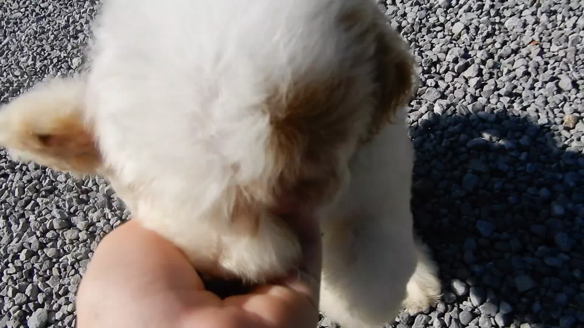 Mini Goldendoodle dogs for sale: Gus (medium) - Video 1