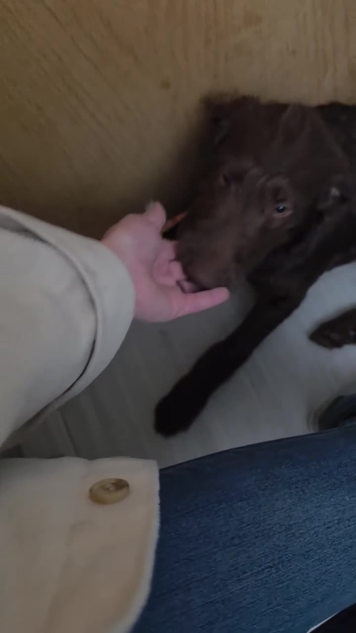 Labradoodle dogs for sale: Indy - Video 1