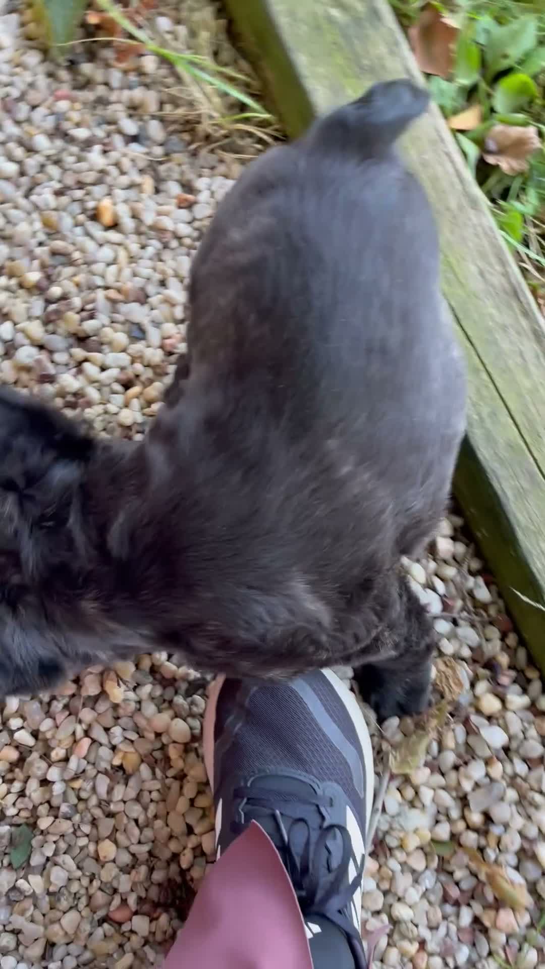 French Bulldog dogs for sale: ROSIE - Video 1