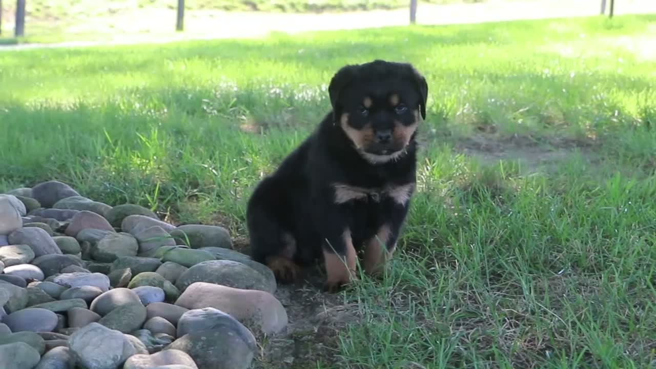 Rottweiler dogs for sale: Sophie - Video 1