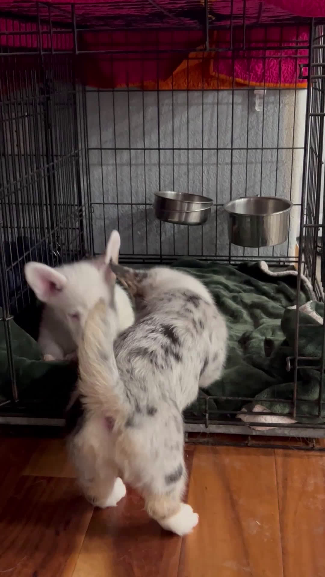 Welsh Corgi Pembroke dogs for sale:  Wolfie Stache - blue eyes - Video 2