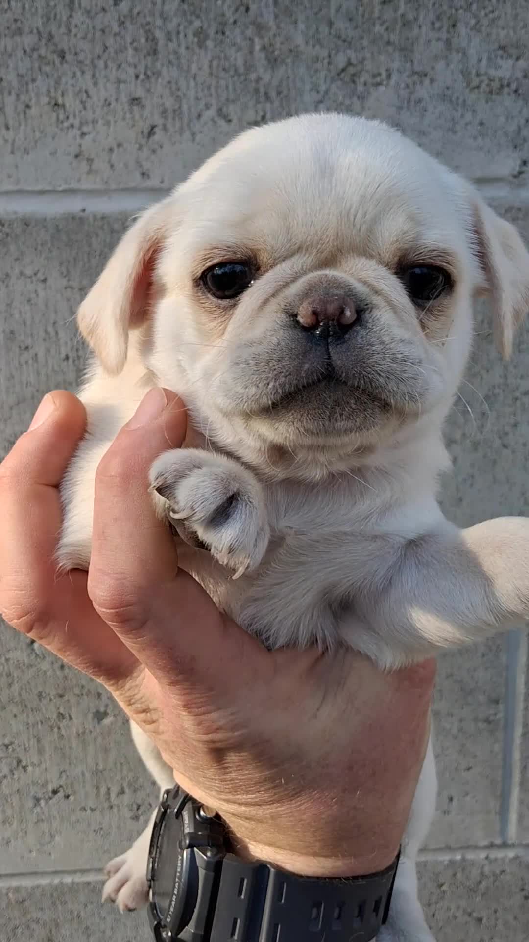 Pug dogs for sale: Betty - Video 1