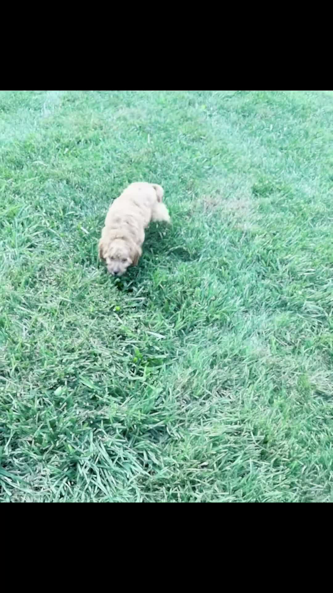 Cavapoo dogs for sale: Whiskey - Video 1