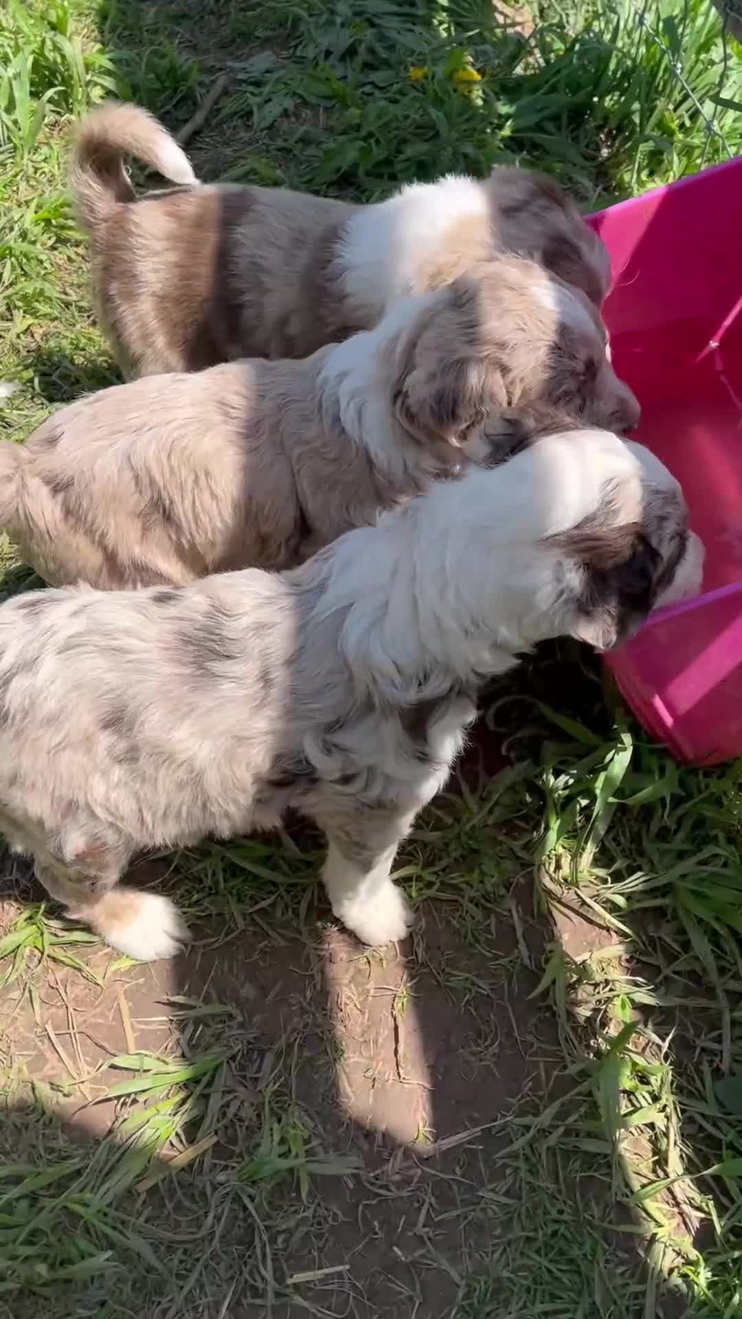 Aussiedoodle dogs for sale: Latigo  - Video 4