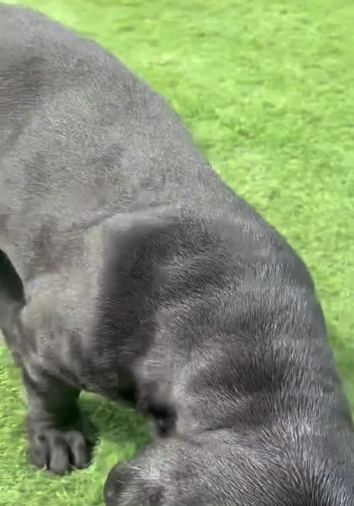 Cane Corso dogs for sale: Cane Corso Puppy 1 - Video 1