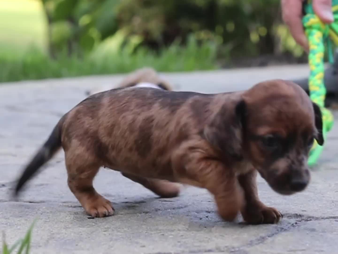 Mixed Breed dogs for sale: Zoey - Video 1