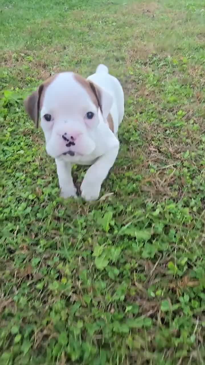 Boxer dogs for sale: Brutus - Video 1