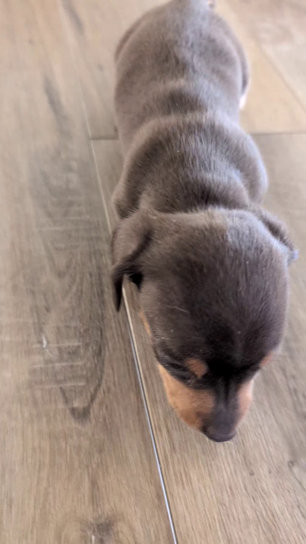 Miniature Dachshund dogs for sale: Zoey - Video 1