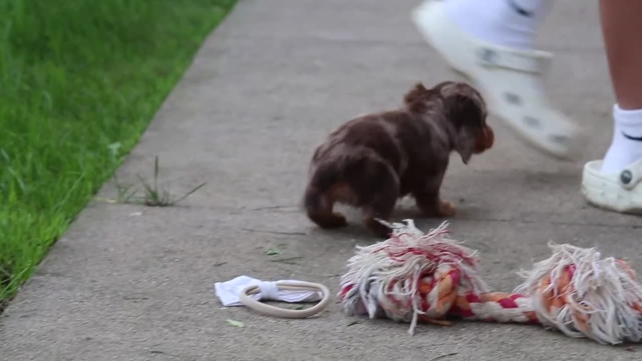 Miniature Dachshund dogs for sale: Rosie - Video 2