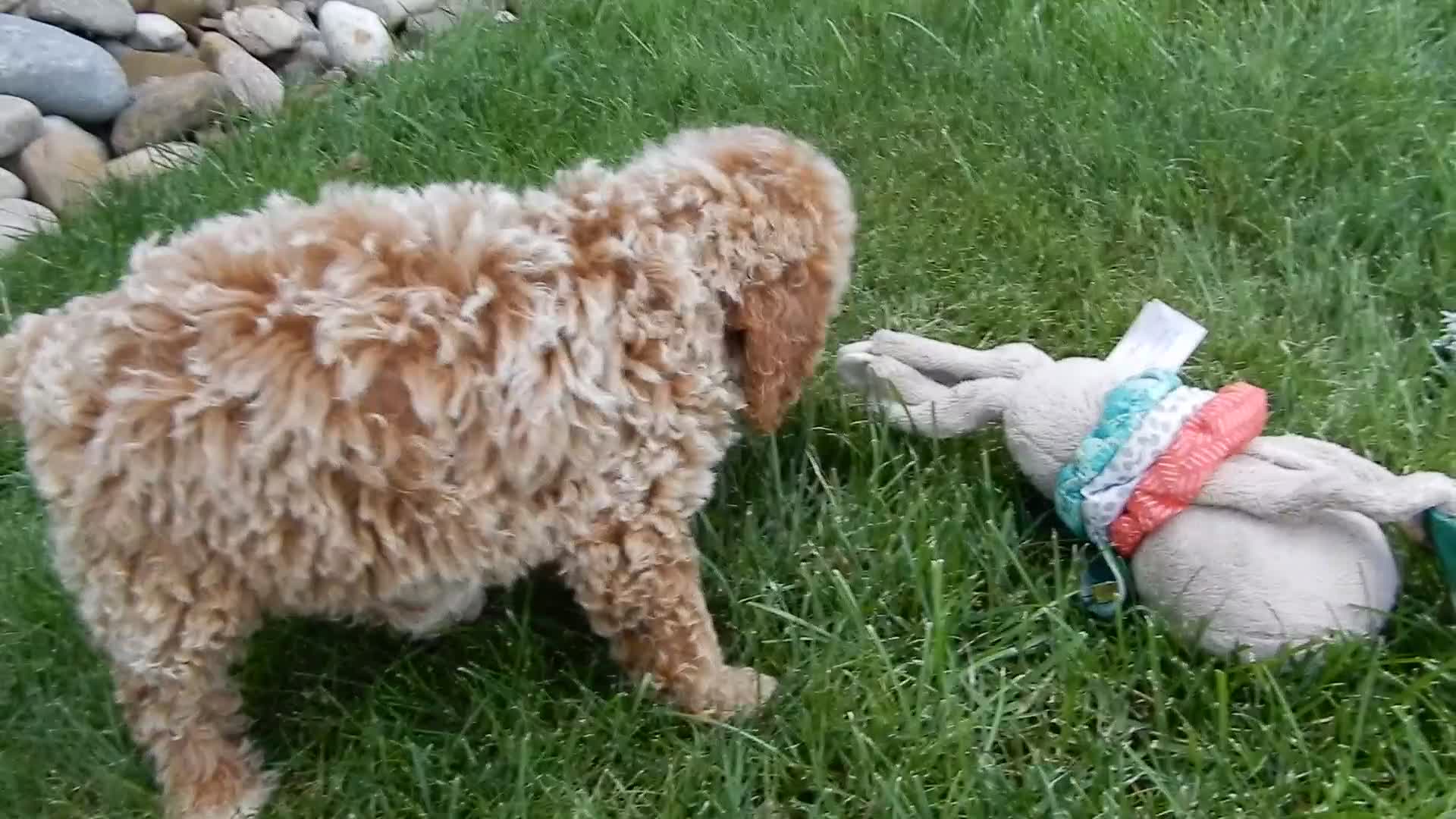 Mini Goldendoodle dogs for sale: Brody - Video 1