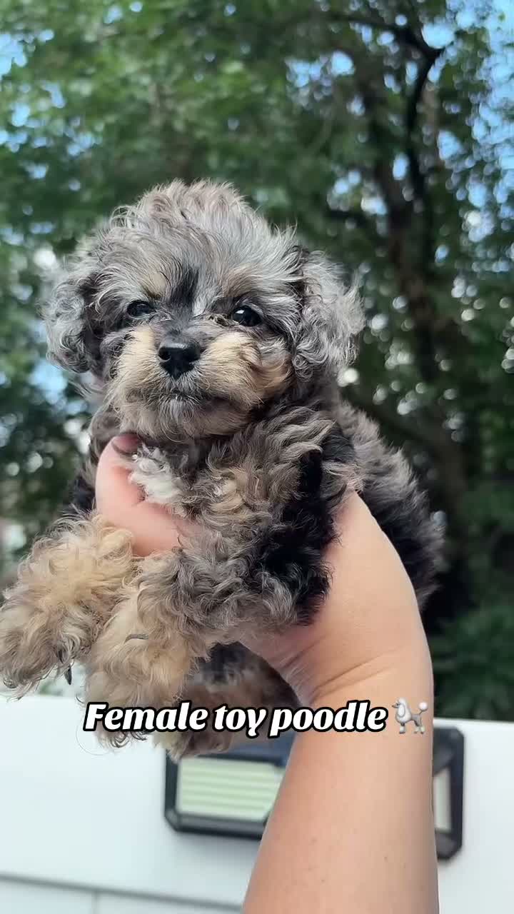 Toy Poodle dogs for sale: Toy Poodle 1 - Video 1