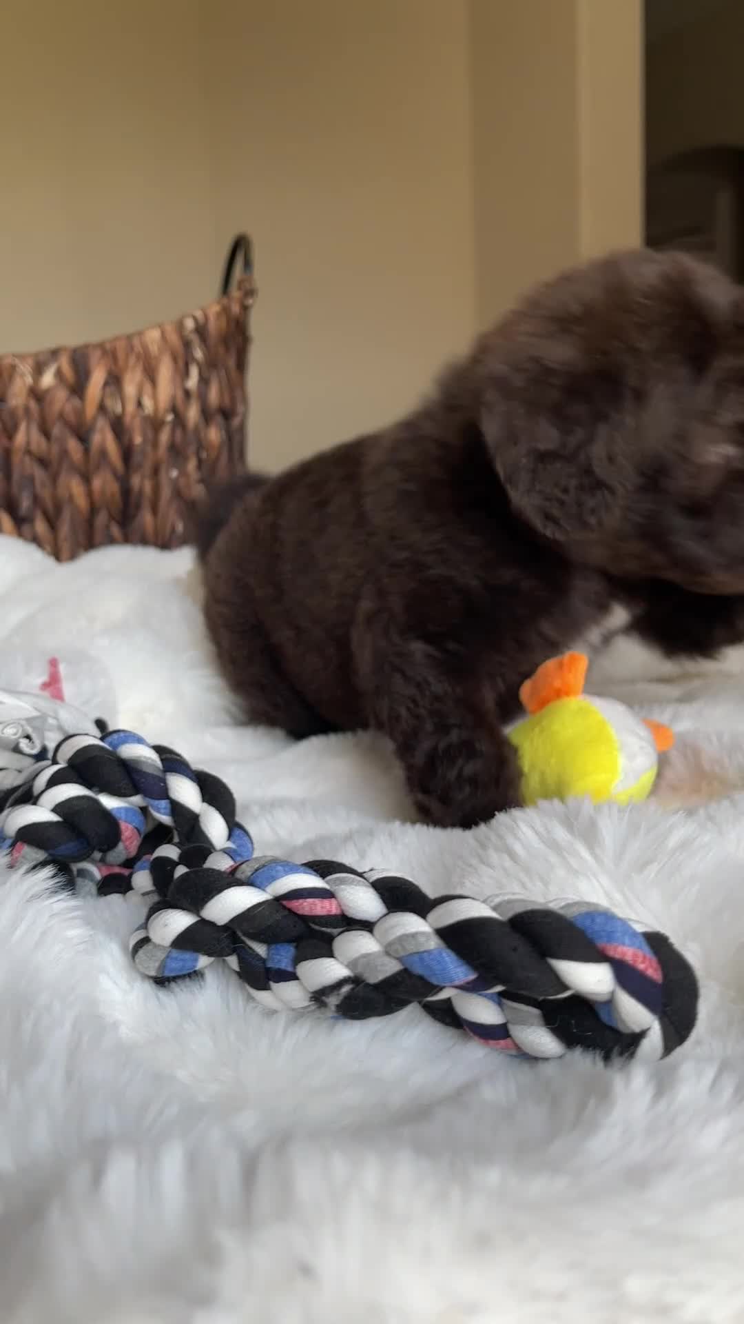 Labradoodle dogs for sale: Atlas - Video 1