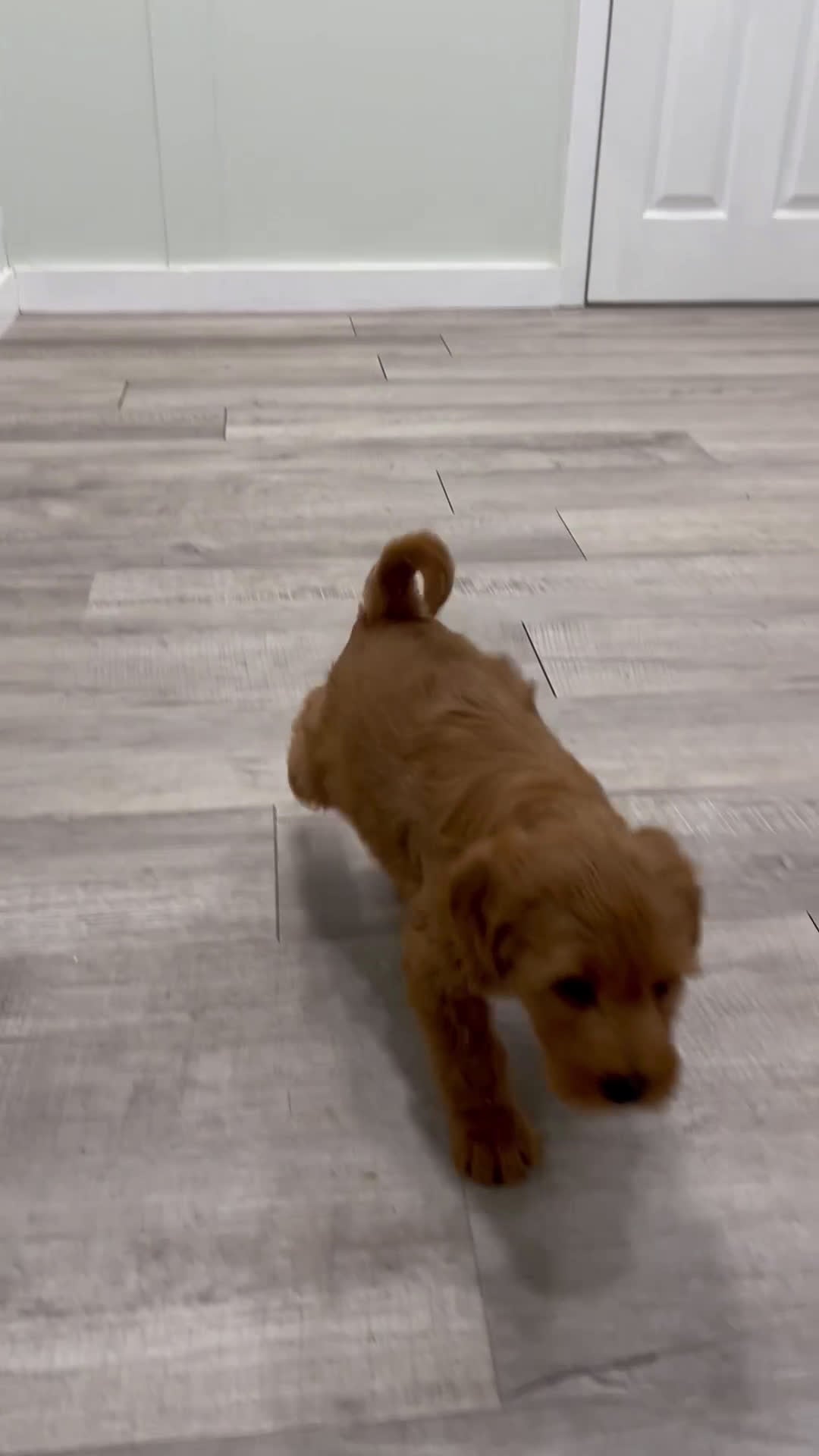 Labradoodle dogs for sale: Jasper - Video 1