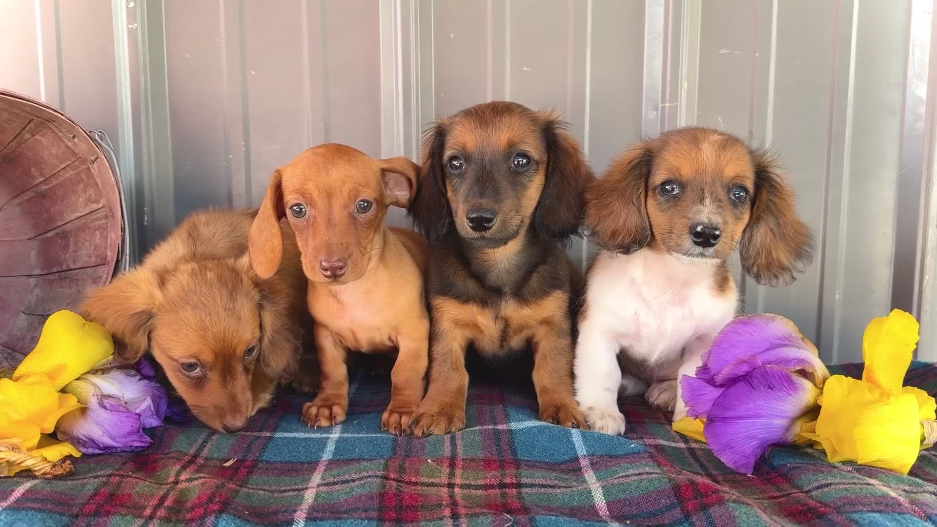 Miniature Dachshund dogs for sale: Bryce - Video 1