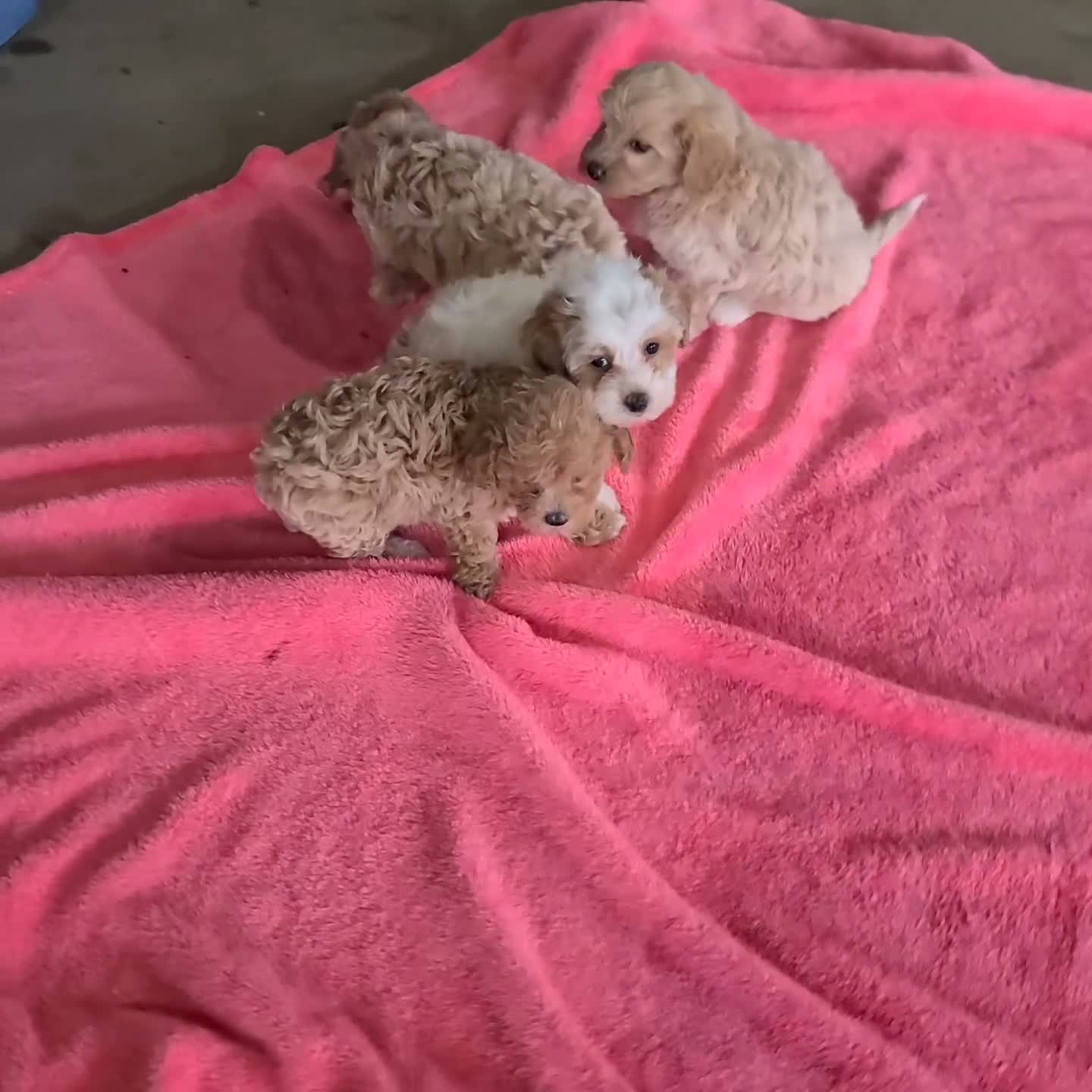 Maltipoo dogs for sale: Montey - Video 3