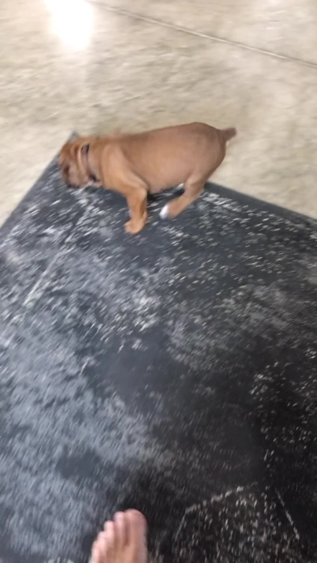 Boxer dogs for sale: Boxer Puppy 4 - Video 8