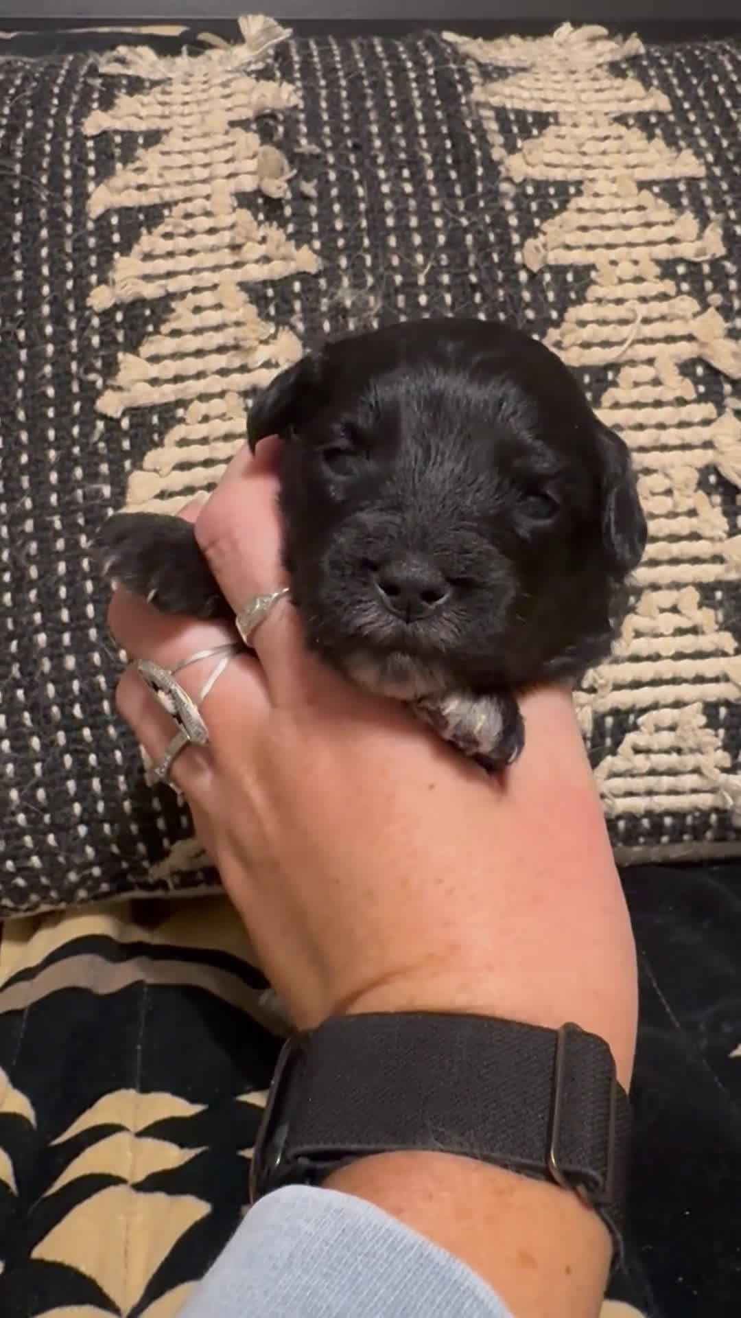 Mini Aussiedoodle dogs for sale: Mini Petite Aussiedoodle Female - Video 2