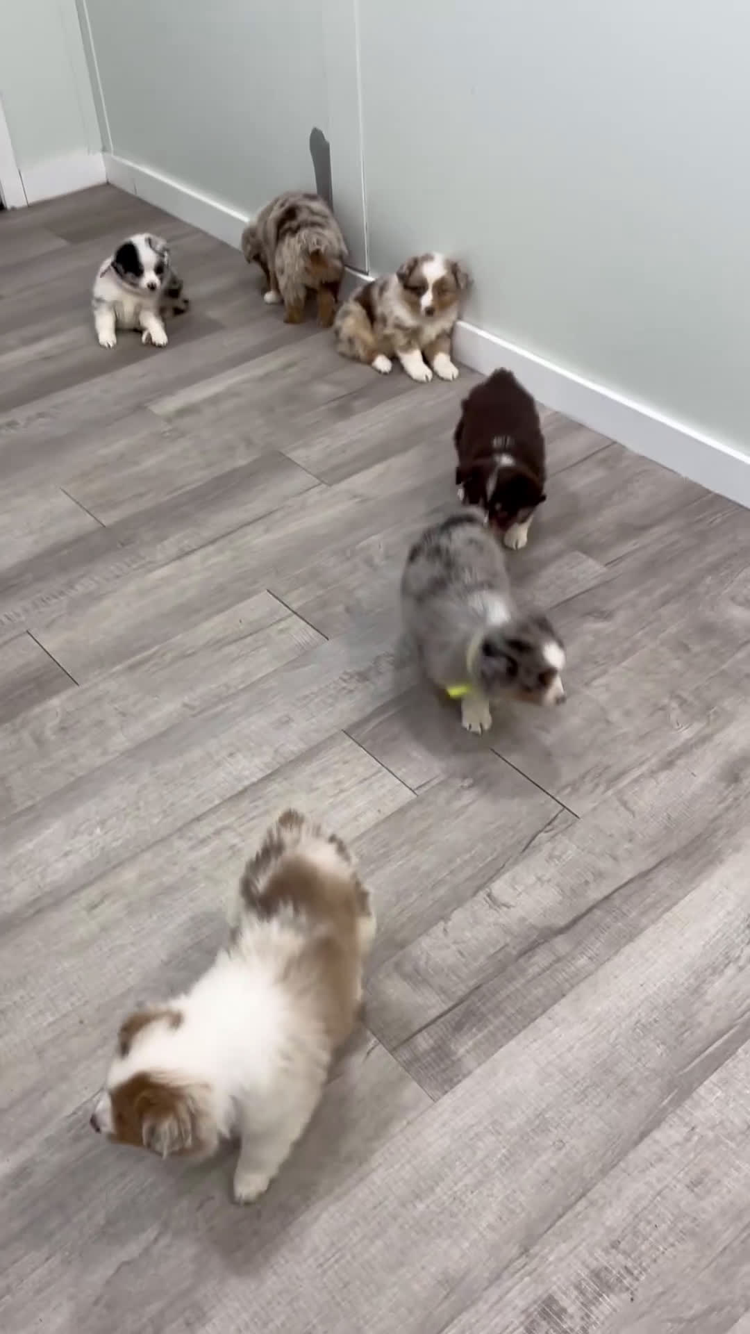 Miniature Australian Shepherd dogs for sale: Jackson - Video 1